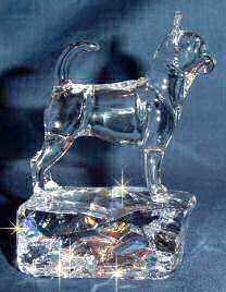 Crystal Smooth Chihuahua